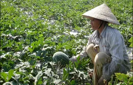 Người trồng dưa hấu thấp thỏm chờ giá 