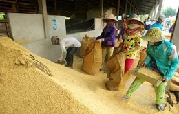 Bộ Tài chính quy định giá mua thóc dự trữ