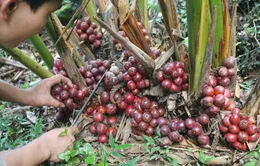Không có tình trạng người dân bán mầm Thảo quả sang Trung Quốc 