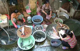 98% thủy sản ở Hà Nội nhiễm kim loại
