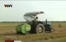 Thu gom rơm rạ: Dịch vụ phát triển tại Sóc Trăng