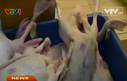 Lỏng lẻo trong kiểm soát con dấu kiểm dịch thú y