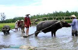 Hội An: Nuôi trâu làm du lịch đồng quê