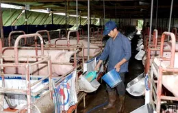 Thức ăn gia súc khan hiếm, giá tăng cao