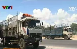 Hạ tải trọng, tăng cước phí: Thương lái gây sức ép nông dân