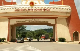 Tạm ngưng nhập khẩu trâu bò qua Lao Bảo