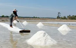 Ứ đọng muối, diêm dân miền Trung lỗ vốn 