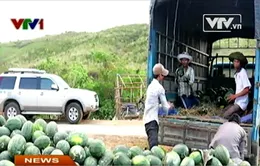 Giá dưa hấu miền Trung tăng gấp 10 lần thời điểm cuối tháng 3