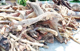 Thương lái ồ ạt thu mua cây trắc dây ở Nam Trung Bộ