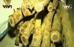 Khánh Hòa bắt giữ 700 kg gỗ trắc dây vận chuyển trái phép