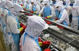 ĐBSCL: Tôm thẻ nguyên liệu rớt giá từng ngày