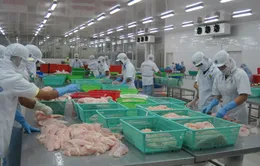 Mỹ tăng thuế chống bán phá giá cá tra gấp 3 lần