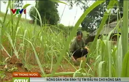 Nông dân Hòa Bình tự tìm đầu ra cho nông sản