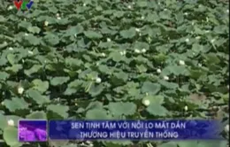 Sen Tịnh Tâm với nỗi lo mất dần thương hiệu truyền thống