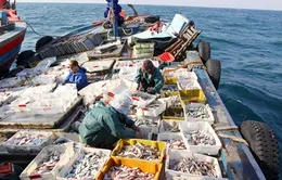 Hỗ trợ ngư dân bám biển - Tiếp cận từ thị trường