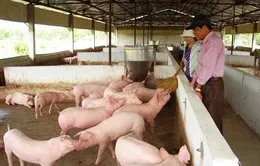 Tiền Giang: Giá lợn hơi tăng, người chăn nuôi thu lãi cao 