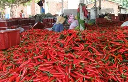 Thừa Thiên Huế: DN “bội tín”, hàng nghìn hộ dân trồng ớt điêu đứng 