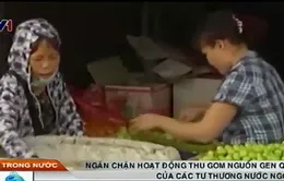 Ngăn chặn hoạt động thu gom nguồn gen quý 