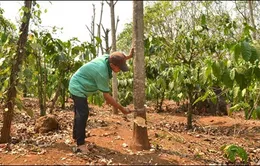 Giá cao su sụt giảm, người dân Đăk Nông chặt bỏ hơn 400ha 