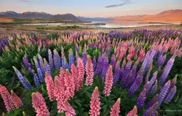 Lộng lẫy sắc hoa lupin ở New Zealand