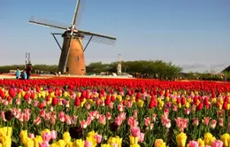 Đến Hà Lan thưởng ngoạn lễ hội hoa tulip
