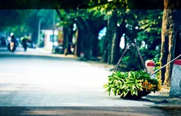 Hoa loa kèn thơm phố tháng 4