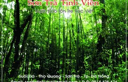 Hơn 100 giống tre, trúc quy tụ ở Sơn Trà tịnh viên