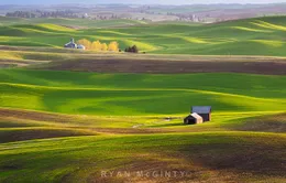 Bắt mắt những đồi cỏ đẹp như tranh vẽ ở Palouse