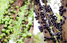 Kỳ lạ giống nho có quả mọc trên thân
