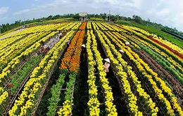 Tết ở miền sông nước