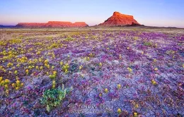 Tuyệt đẹp sa mạc hoa dại ở cao nguyên Colorado, Mỹ