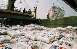 Hoàn thành mua tạm trữ 1 triệu tấn gạo