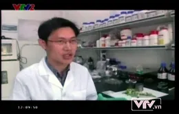 Vật liệu siêu nhẹ quý hơn vàng