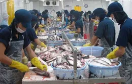 VASEP kiến nghị kiểm soát sản lượng nuôi cá tra