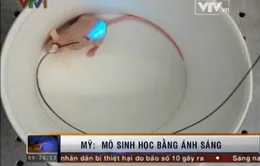 Mô sinh học liên kết các tế bào bằng ánh sáng