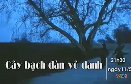 Cây bạch đàn vô danh – Phim cuối tuần trên VTV1