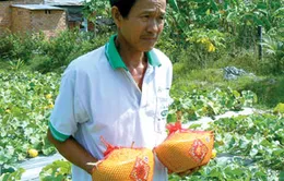 Thành công từ quả dưa hấu lạ