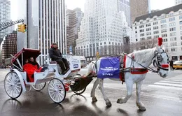 Thú vị dạo công viên lớn nhất New York bằng xe ngựa
