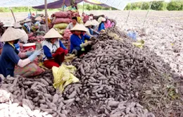 Nông dân ĐBSCL điêu đứng vì... khoai lang