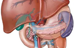Bệnh gan nhiễm mỡ và những lưu ý cần thiết