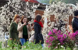Vườn đào Nhật Tân nhộn nhịp người du Xuân
