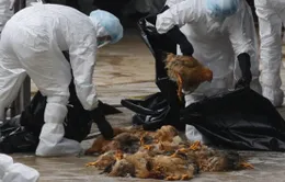 H5N1 ở Campuchia độc tính cao hơn trước