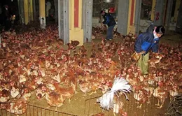Bùng phát dịch cúm gia cầm tại Khánh Hòa