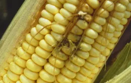 Phát hiện thức ăn gia súc có chất gây ung thư tại Đức