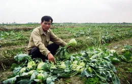 Khổ vì... được mùa rau