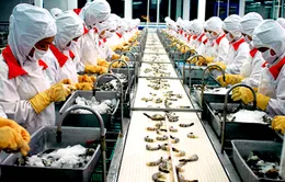 Mỹ công nhận tôm Việt Nam không bán phá giá
