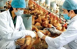 Khánh Hòa: Bước đầu khống chế dịch cúm gia cầm