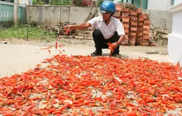 Người dân khốn khổ vì ớt chết hàng loạt