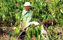 Công nghệ tưới nước nhỏ giọt vẫn nan giải ở Tây Nguyên