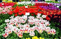 Hoa Đà Lạt ưu tiên xuất khẩu